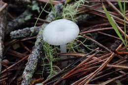 Image de Marasmius calhouniae Singer 1989