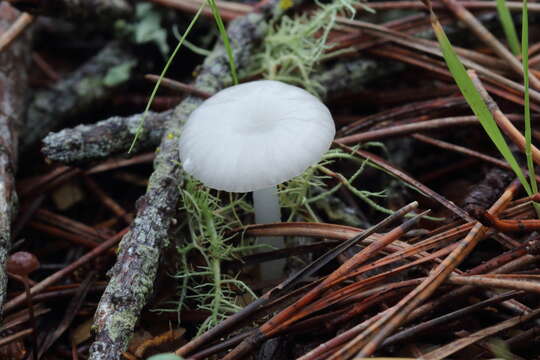 Image of Marasmius calhouniae Singer 1989