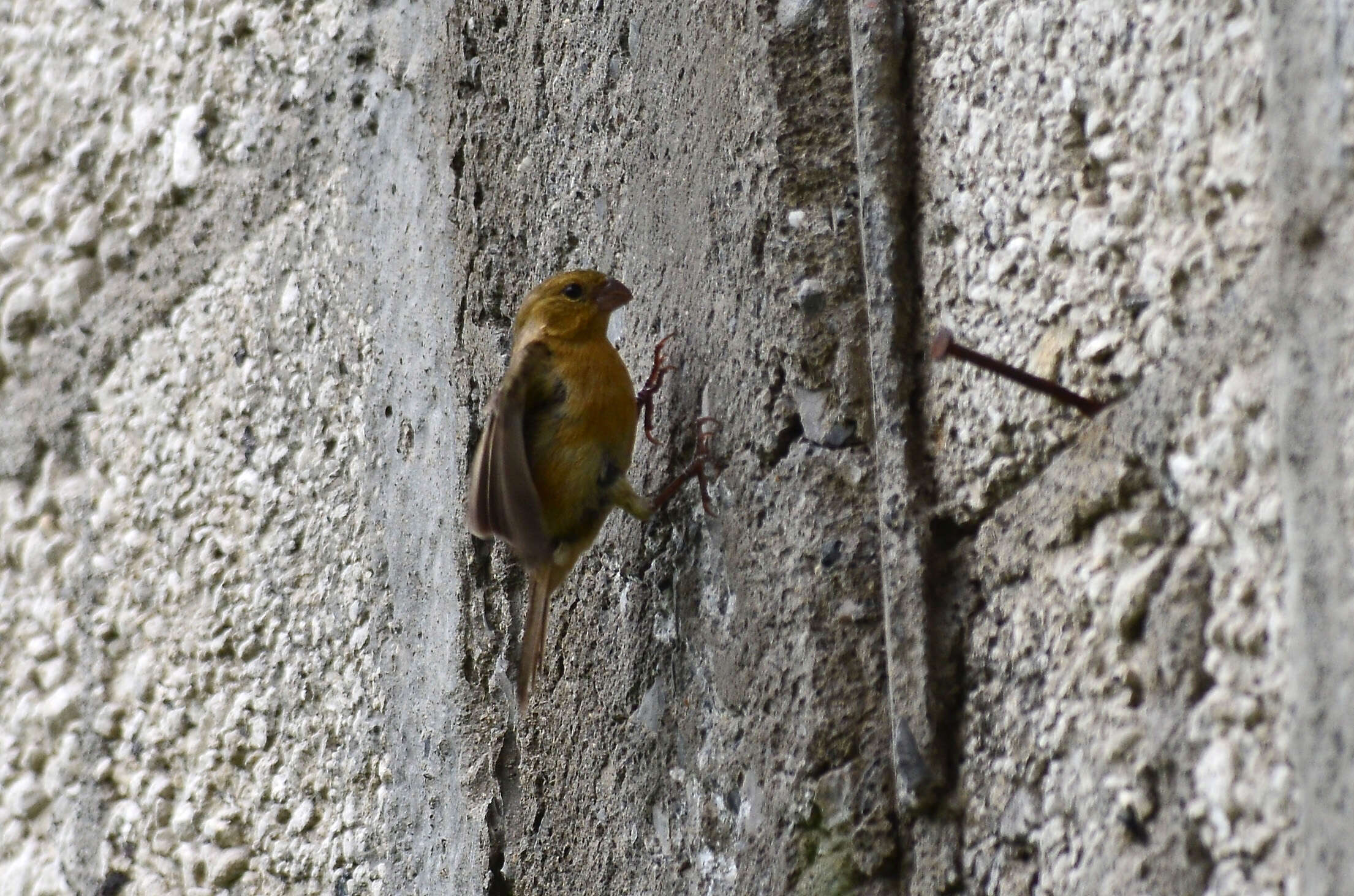 صورة Sporophila torqueola (Bonaparte 1850)