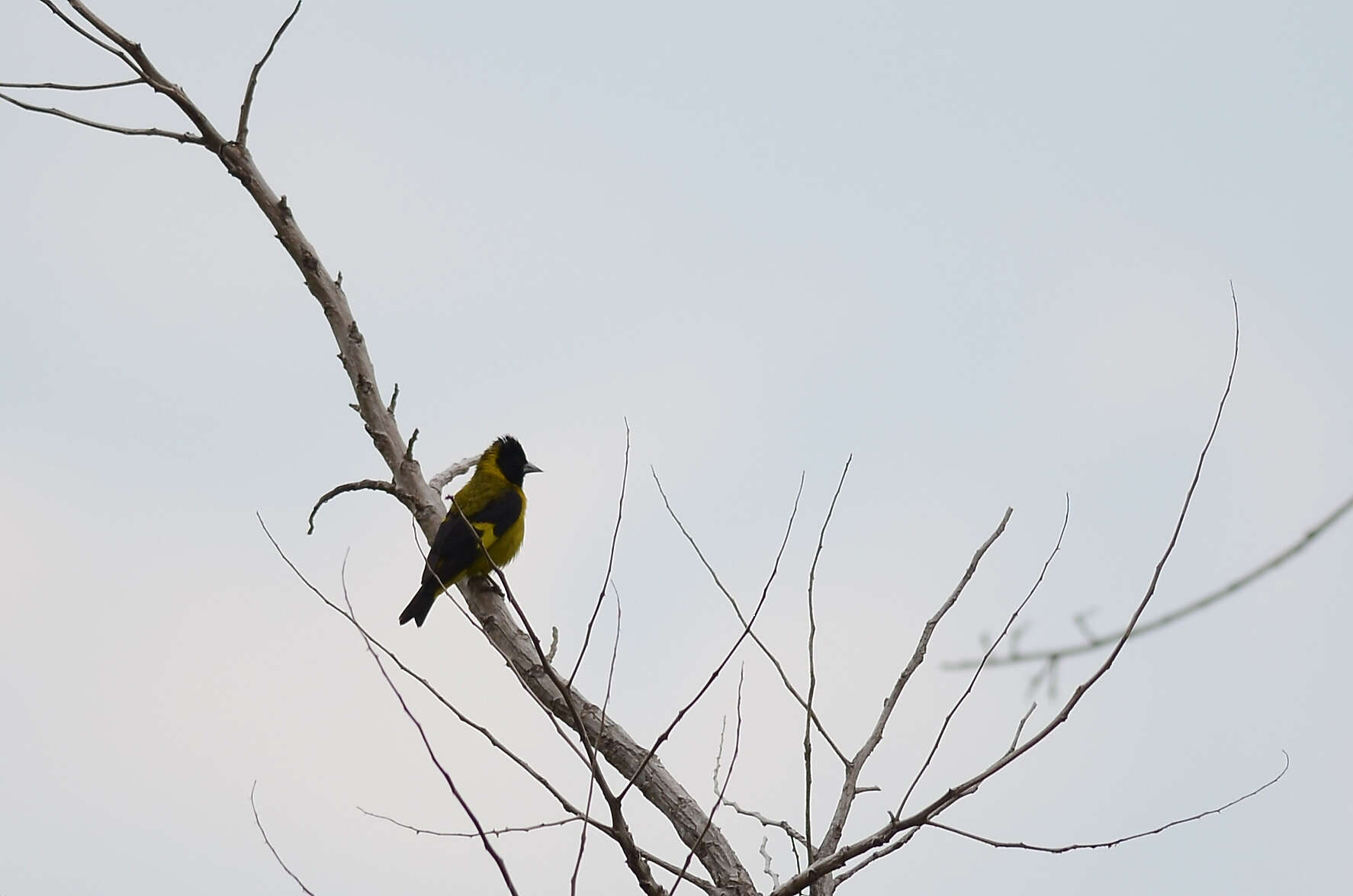 Image of Black-headed Siskin