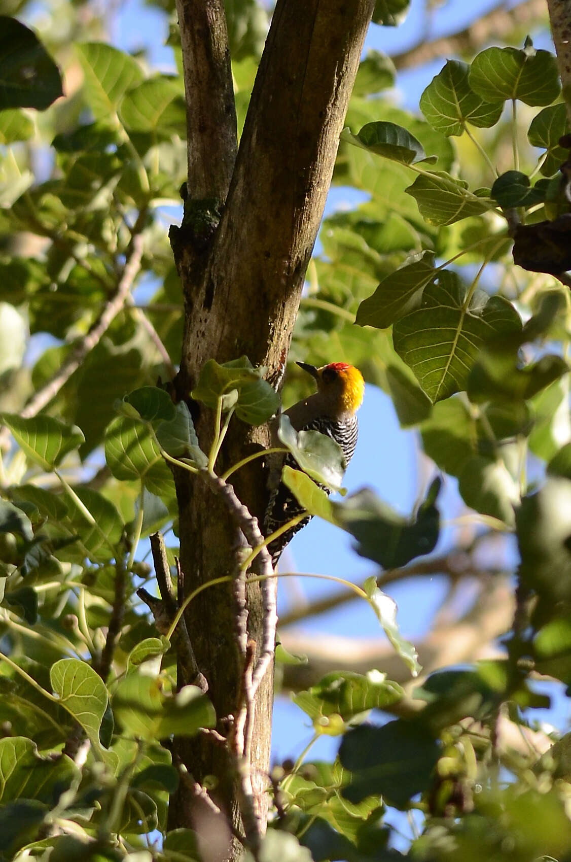 Image of Golden-cheeked Woodpecker