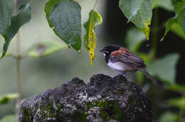 Image of Black-chested Sparrow