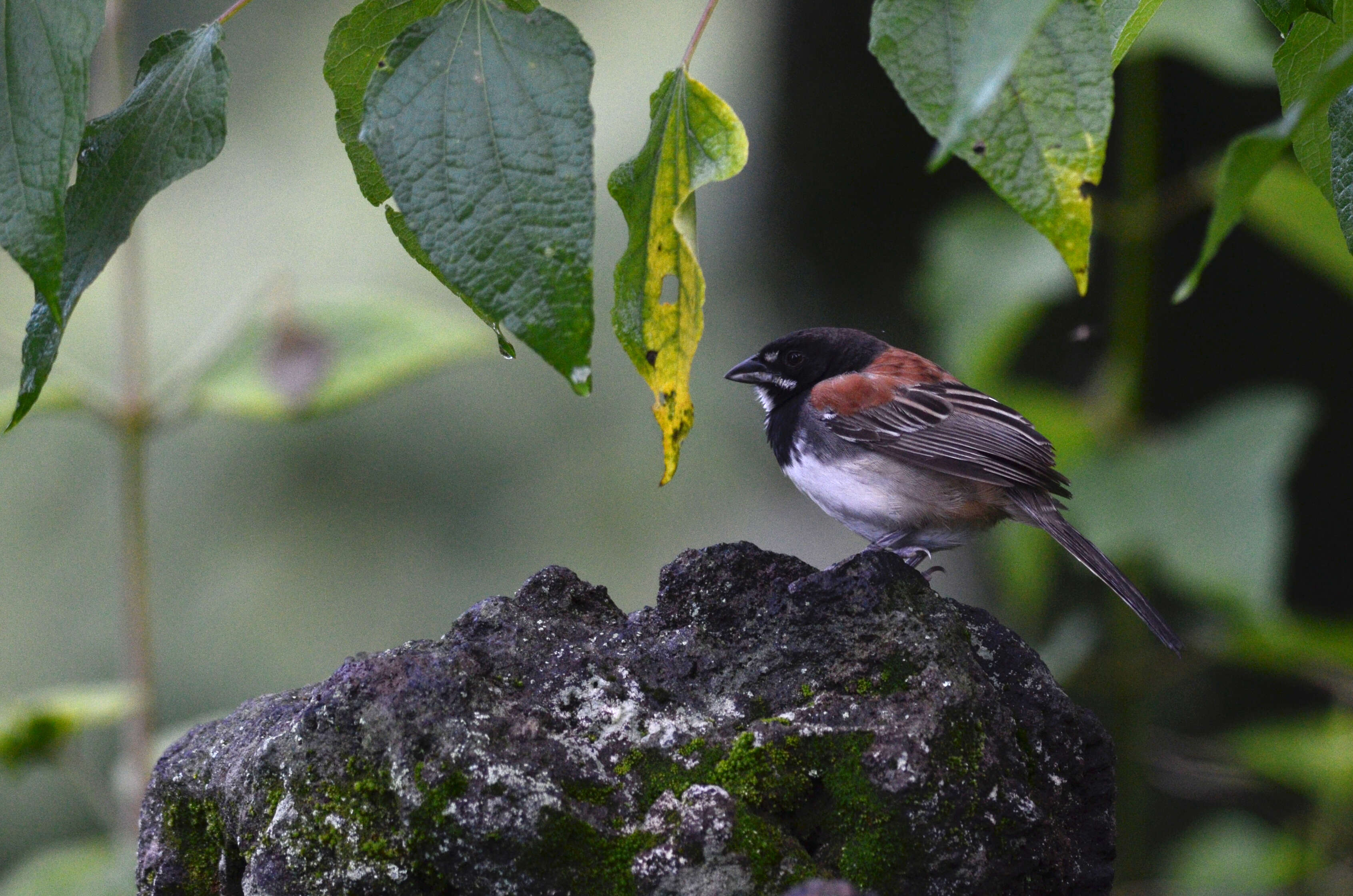 Слика од Peucaea humeralis (Cabanis 1851)