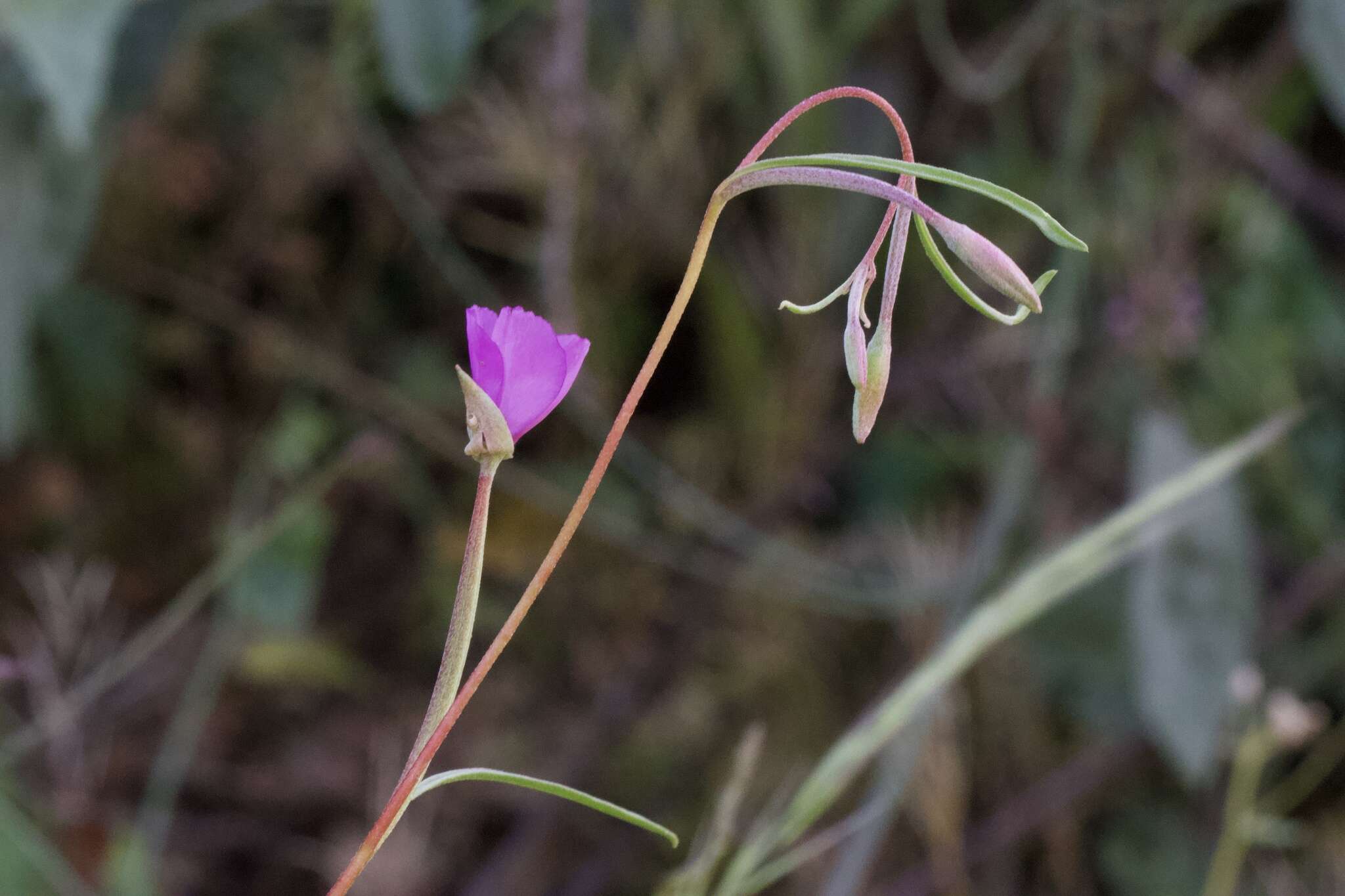 Imagem de Clarkia gracilis (Piper) A. Nels. & J. F. Macbr.