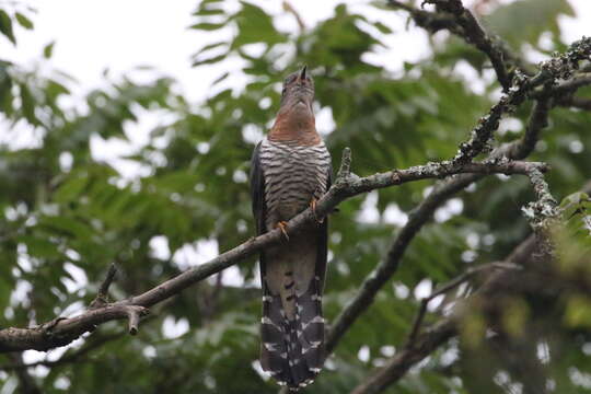 Image of Red-chested Cuckoo