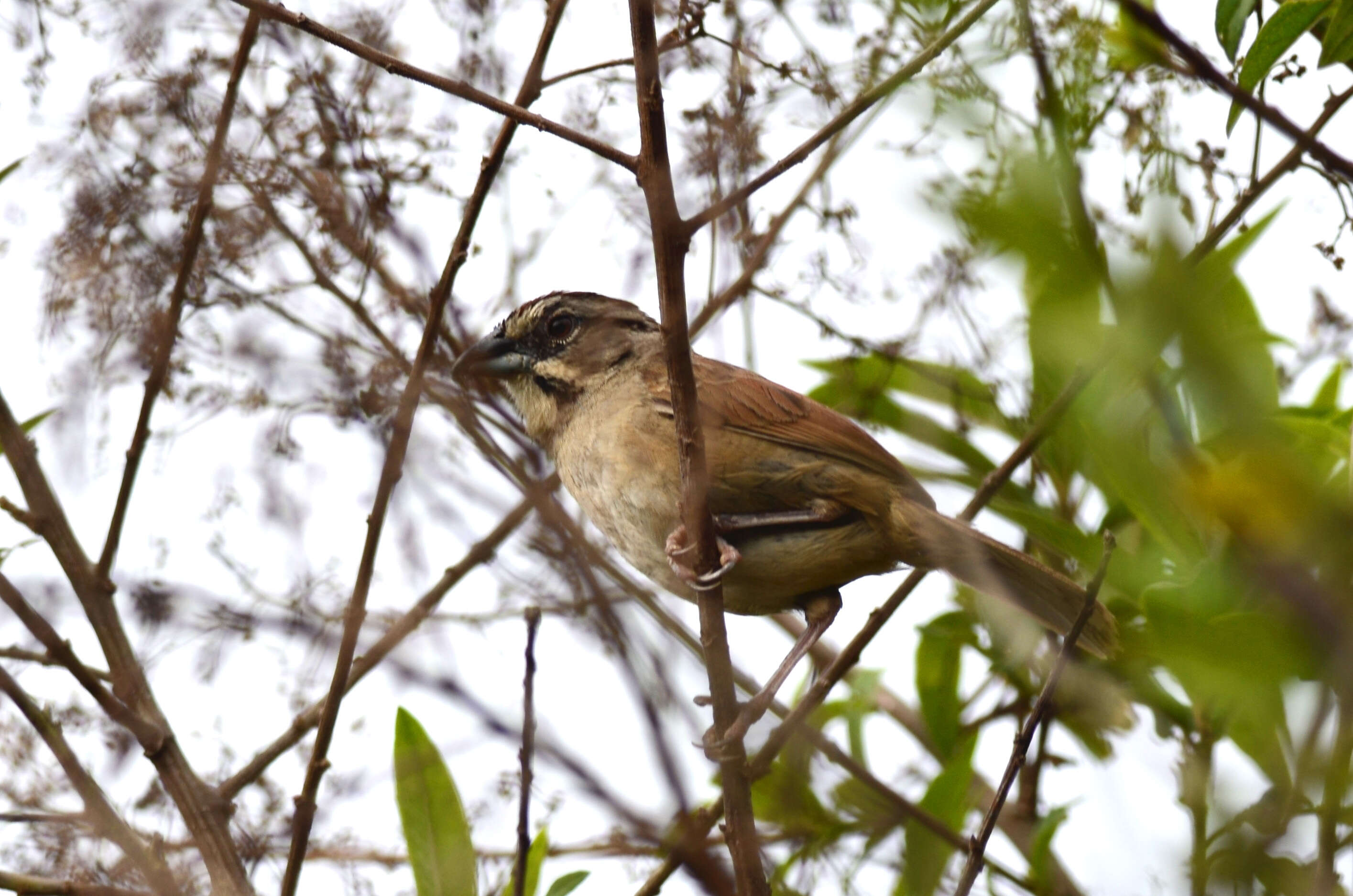 Plancia ëd Aimophila rufescens (Swainson 1827)