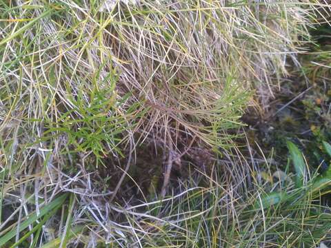 Image of Anisotome filifolia (Hook. fil.) Cockayne & Laing