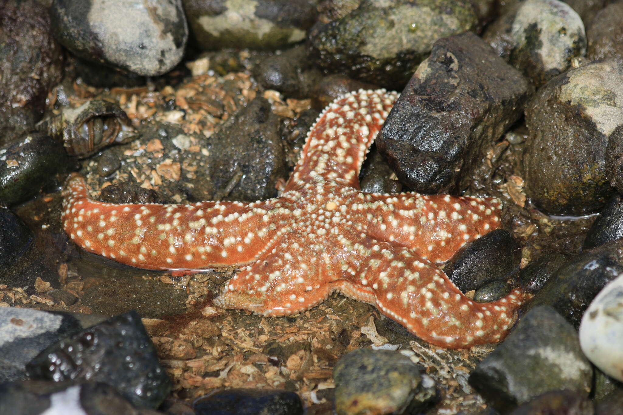 Image of Mottled star