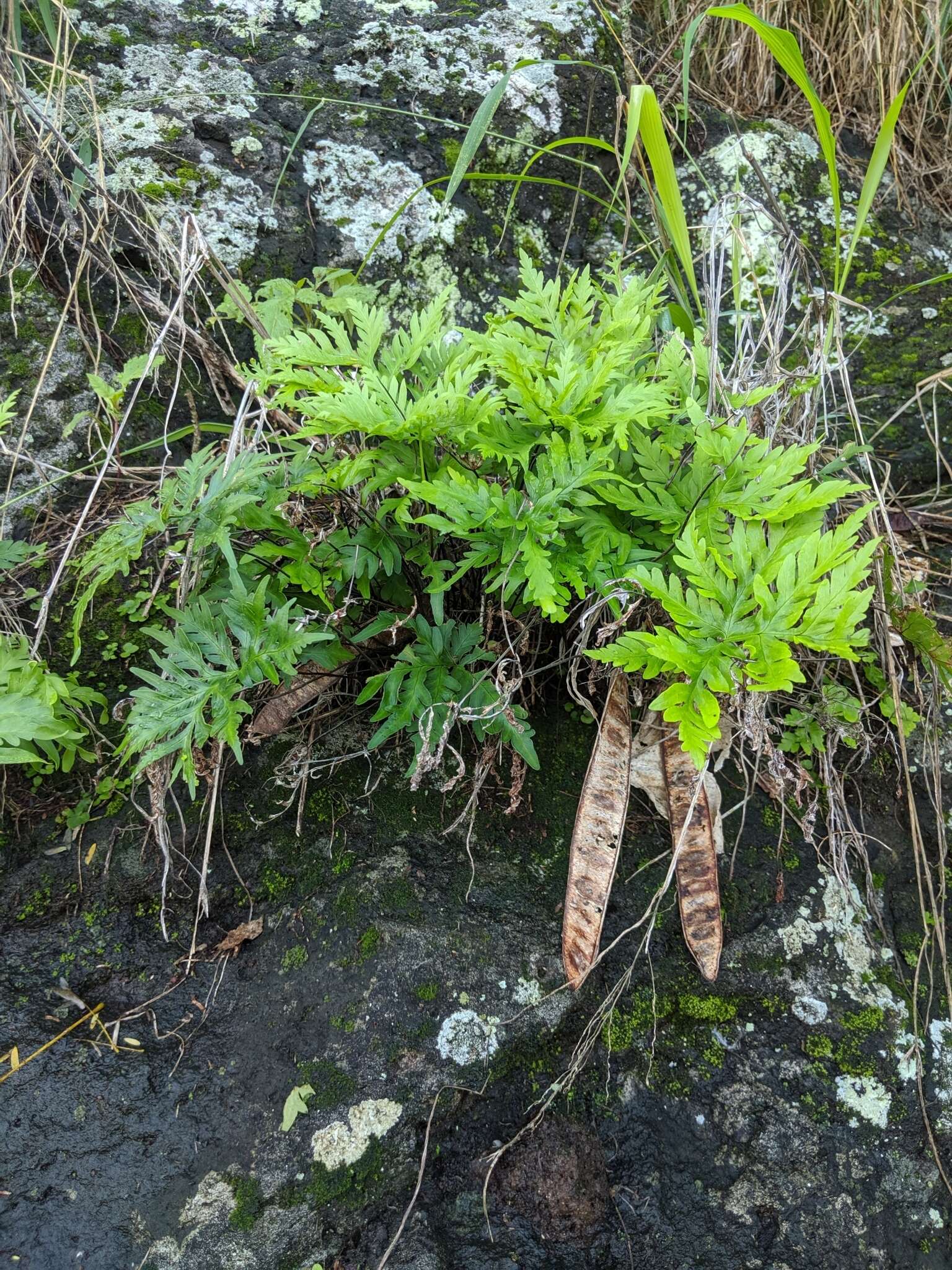 Image of triangleleaf lipfern