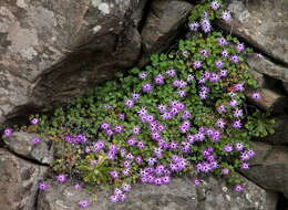 Image of Pericallis lanata (L'Hér.) B. Nord.