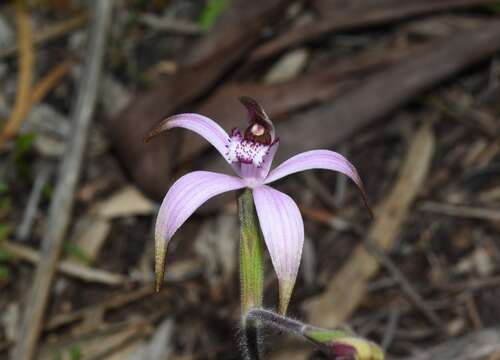 Image of Pink candy orchid