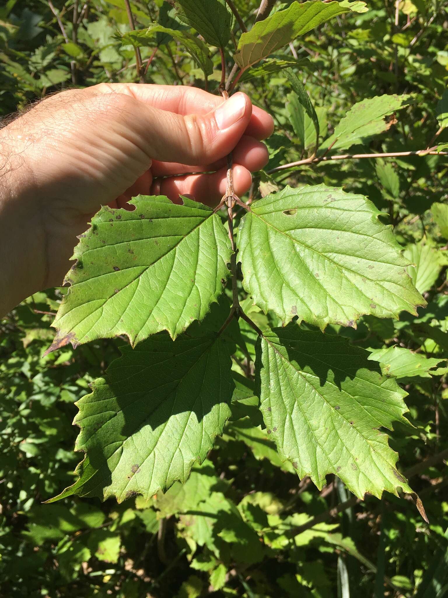 Image de Viburnum alabamense (Mc Atee) Sorrie