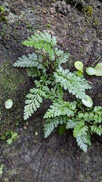 Sivun Asplenium sarelii subsp. pekinense (Hance) Fraser-Jenk., Pangtey & Khullar kuva