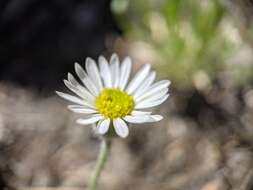 Слика од Erigeron jonesii Cronq.