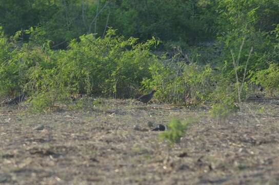 Image of Elegant Quail