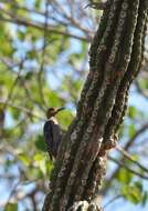 Image of Golden-cheeked Woodpecker