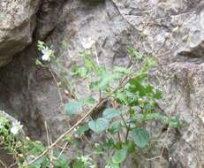 Image de Nemesia viscosa E. Mey. ex Benth.