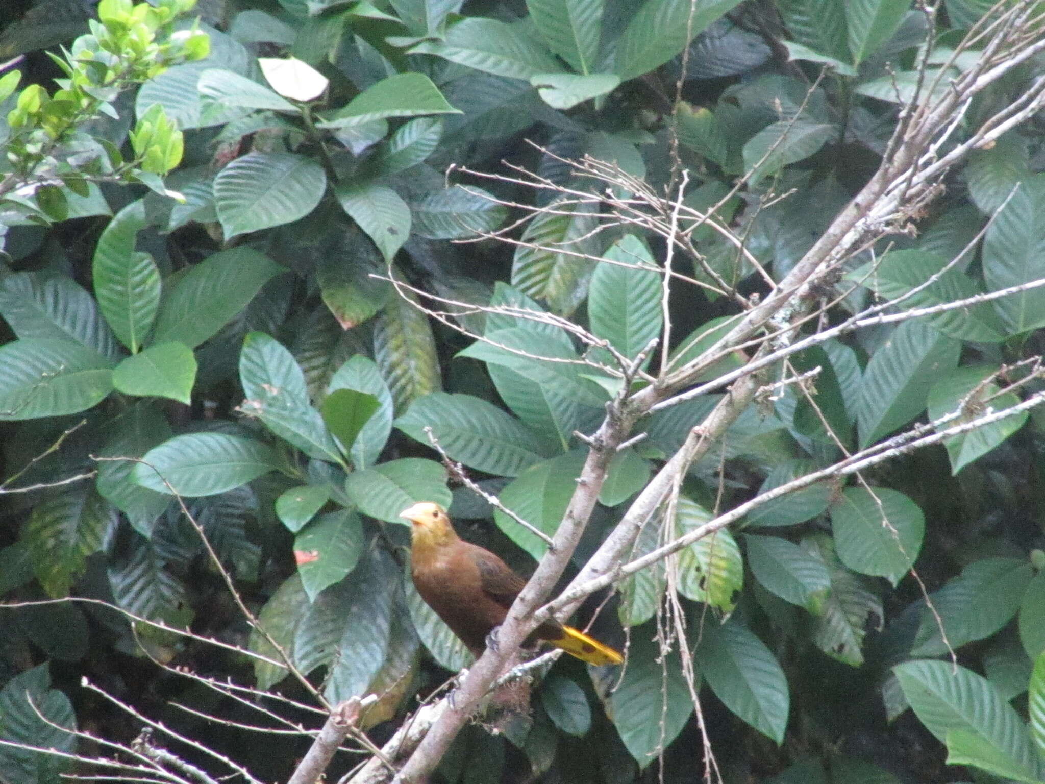 Image of Russet-backed Oropendola