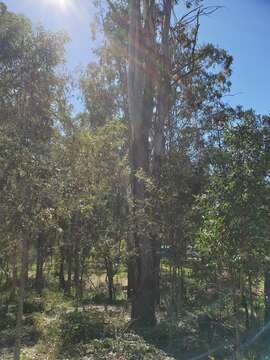 Imagem de Eucalyptus moluccana Roxb.