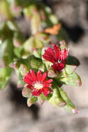 Image of Delosperma aereum (L. Bol.) L. Bol.