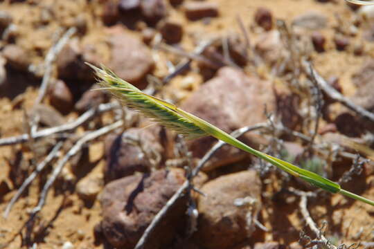 Image de Astrebla pectinata (Lindl.) F. Muell. ex Benth.