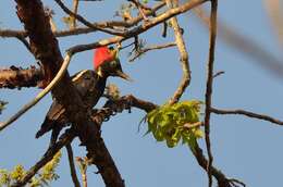 Image of Lineated Woodpecker