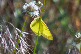 Image of Harford's Sulphur