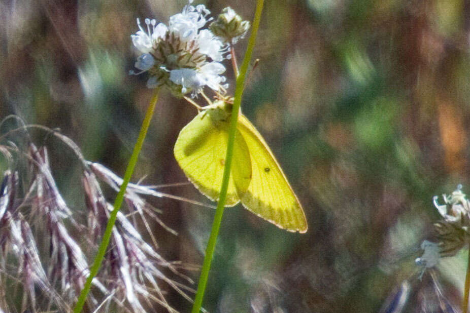 Image of Harford's Sulphur