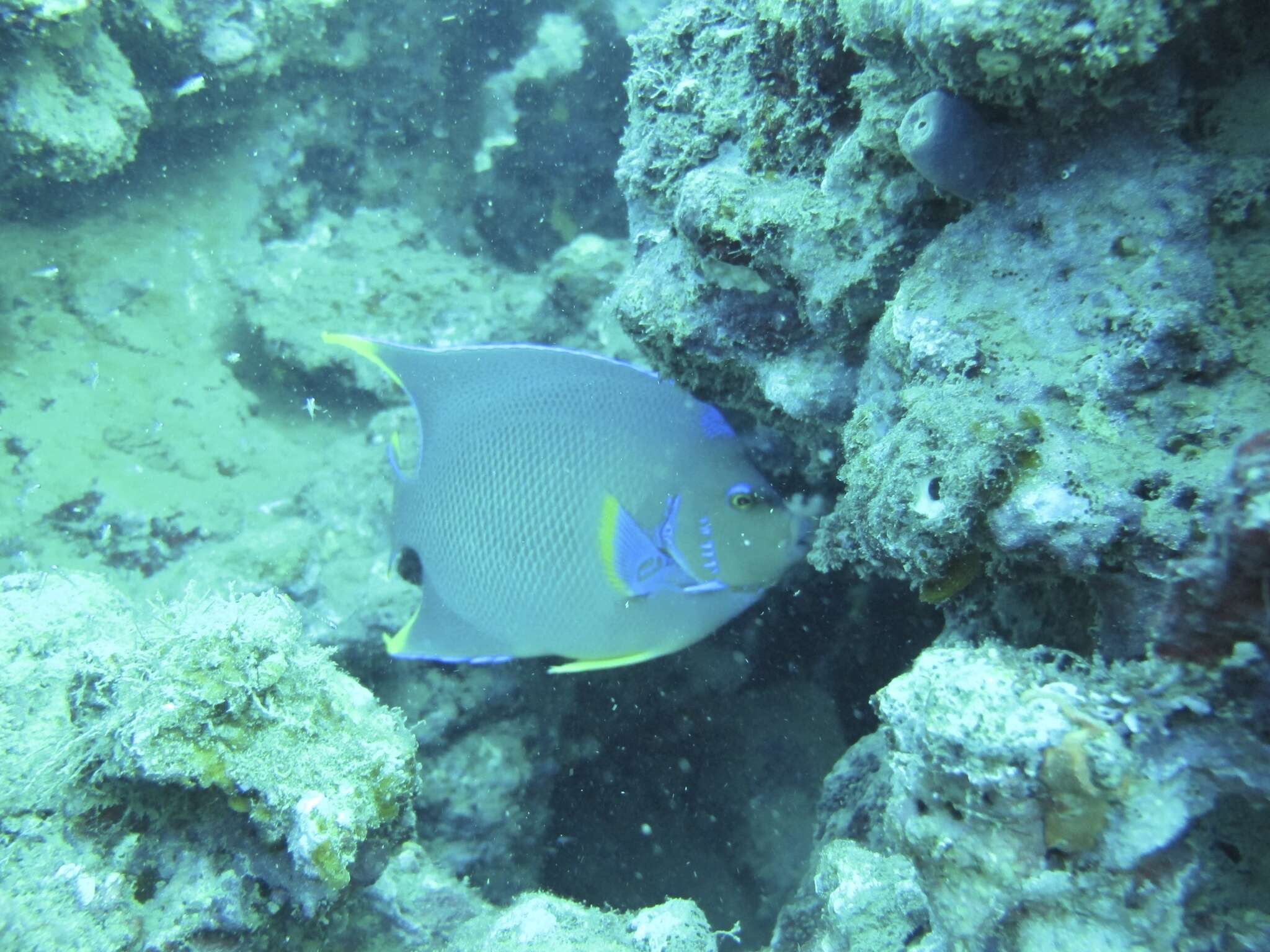 Image of Angelfish