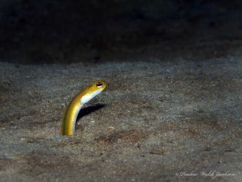 Image of Yellow Garden Eel