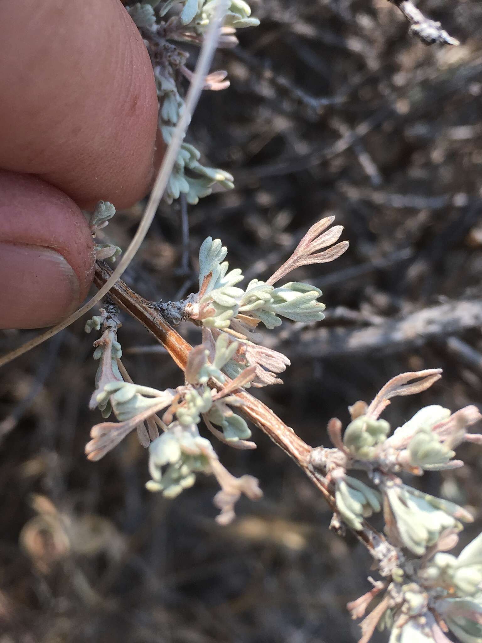 صورة Artemisia arbuscula subsp. longicaulis A. H. Winward & E. D. Mc Arthur