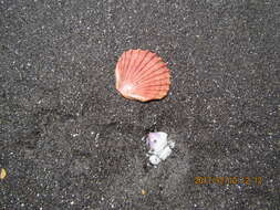 Image of New Zealand scallop