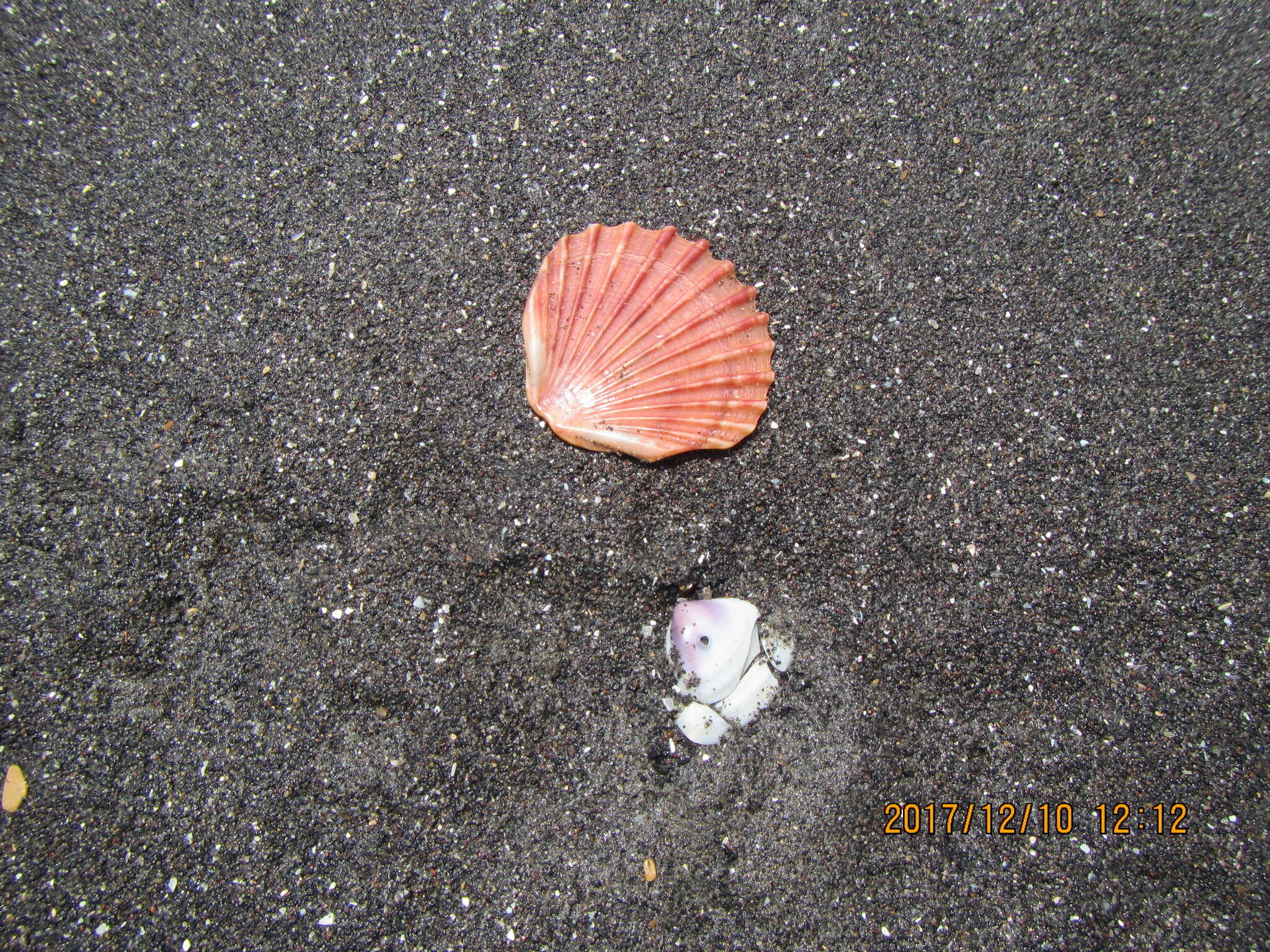 Image of New Zealand scallop