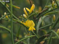 صورة Genista fasselata Decne.