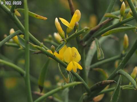 Plancia ëd Genista fasselata Decne.