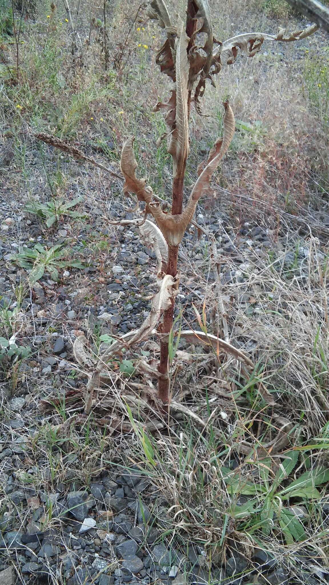 Image of cutleaf teasel