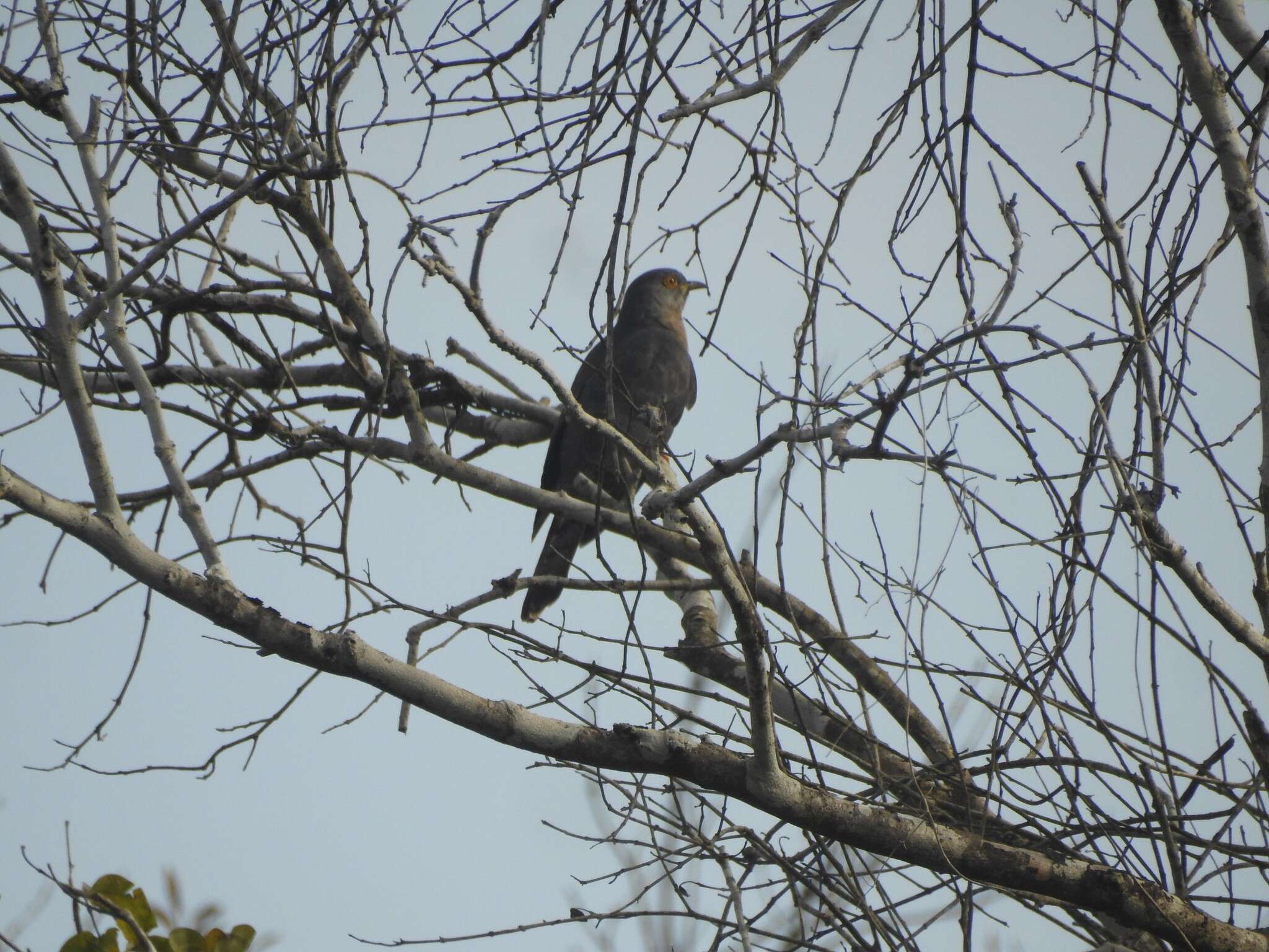 Image of Common Hawk Cuckoo