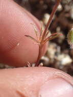 Image of mustang clover