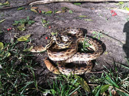 Image of Pituophis catenifer annectens Baird & Girard 1853