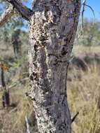 Image of Vachellia bidwillii (Benth.) Kodela