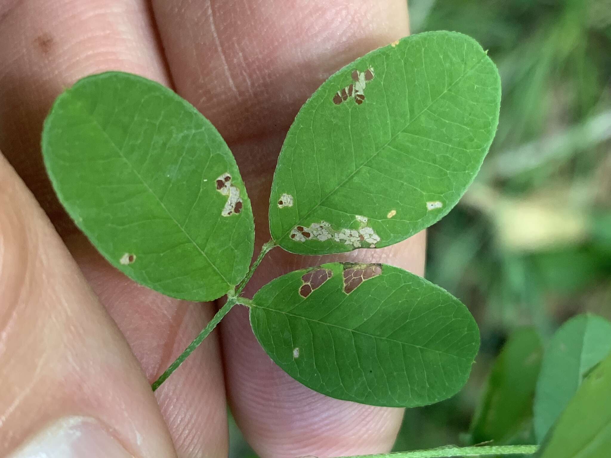 Image of violet lespedeza