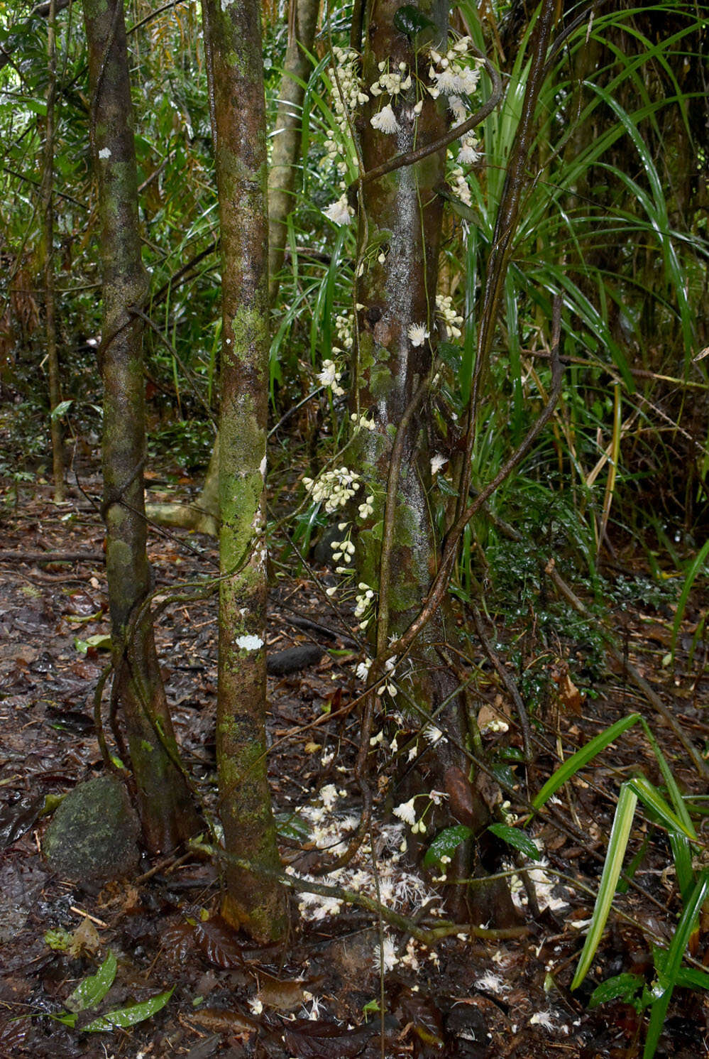 Image of Syzygium cormiflorum (F. Müll.) B. P. M. Hyland