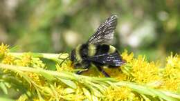 Image of Bombus pauloensis Friese 1912