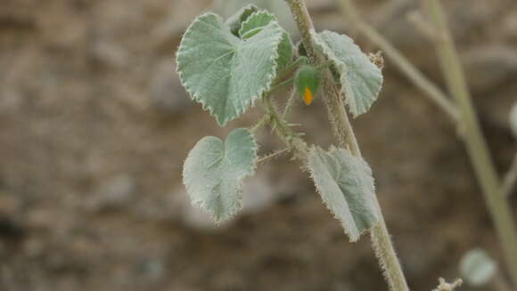 Image of Abutilon pannosum (Forst. fil.) Schltdl.