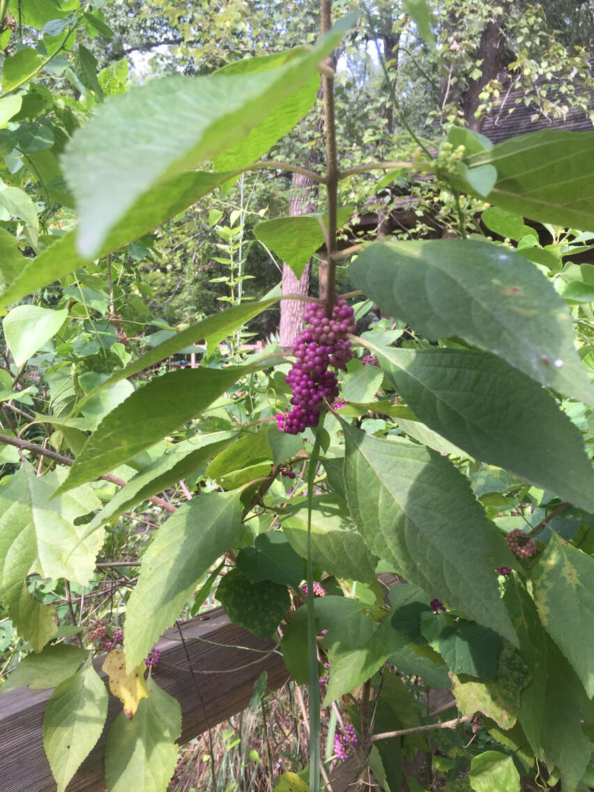 Image of American beautyberry