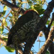Image of Knysna Woodpecker