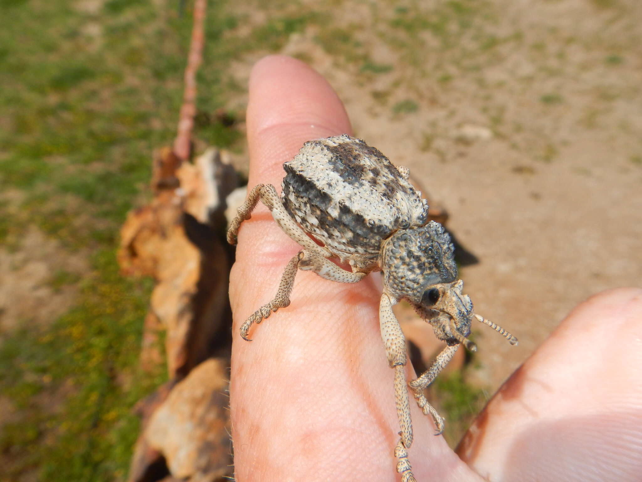 Image of Brachycerus tauriculus (Sparrman & A. 1785)