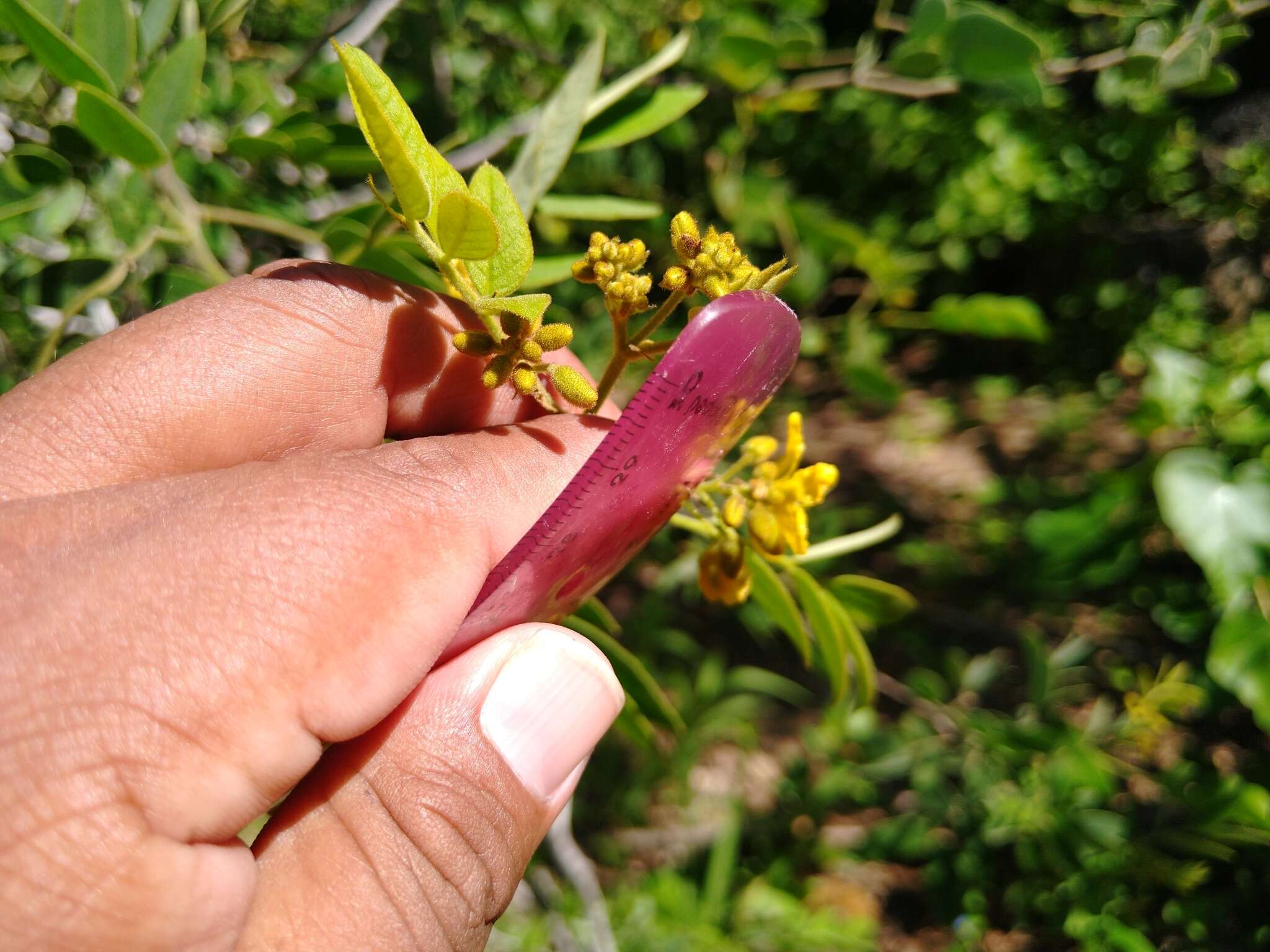 Senna villosa (Mill.) H. S. Irwin & Barneby resmi