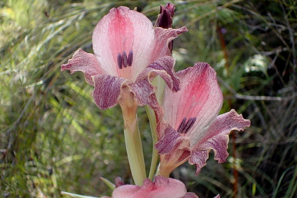 Image of Gladiolus guthriei F. Bolus