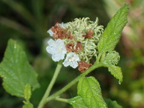 Image of Varronia globosa Jacq.